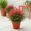 Nandina Obsessed - Rood - Groenblijvend - Weinig Onderhoud