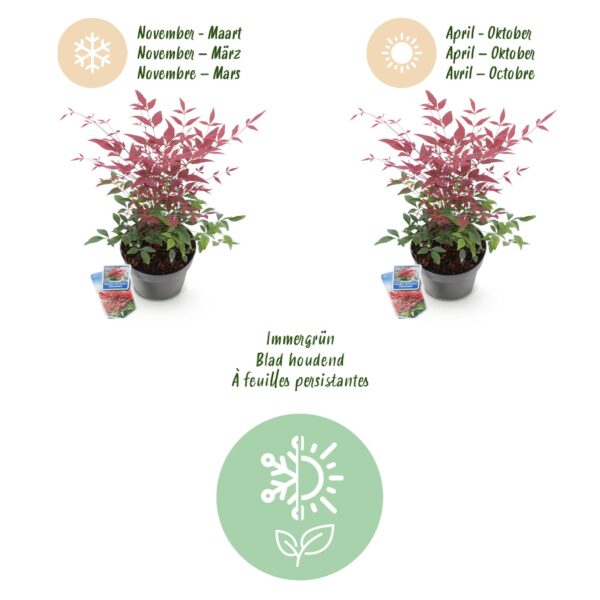 thumbnail_6000-1077.jpg Nandina Obsessed - Rood - Groenblijvend - Weinig Onderhoud