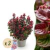 Leucothoe Curly Red - Rood - 2 Planten -  Groenblijvend - Weinig Onderhoud