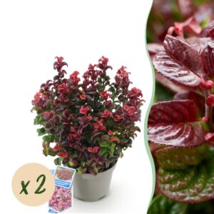 thumbnail_6000-1078.jpg Leucothoe Curly Red - Rood - 2 Planten - Groenblijvend - Weinig Onderhoud
