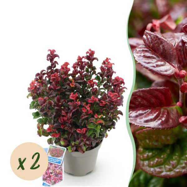 Leucothoe Curly Red - Rood - 2 Planten -  Groenblijvend - Weinig Onderhoud