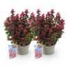 Leucothoe Curly Red - Rood - 2 Planten -  Groenblijvend - Weinig Onderhoud