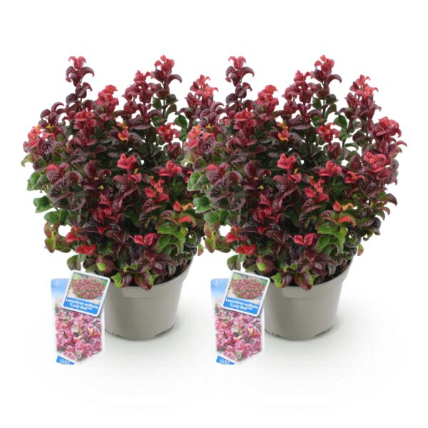 Leucothoe Curly Red - Rood - 2 Planten -  Groenblijvend - Weinig Onderhoud