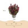 Leucothoe Curly Red - Rood - 2 Planten -  Groenblijvend - Weinig Onderhoud