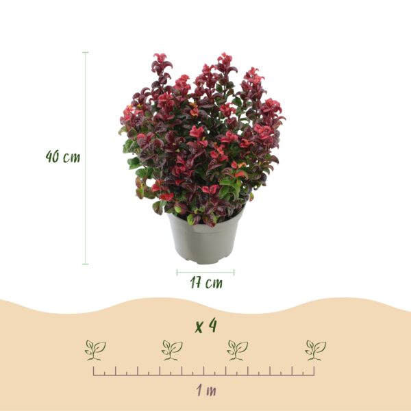 Leucothoe Curly Red - Rood - 2 Planten -  Groenblijvend - Weinig Onderhoud