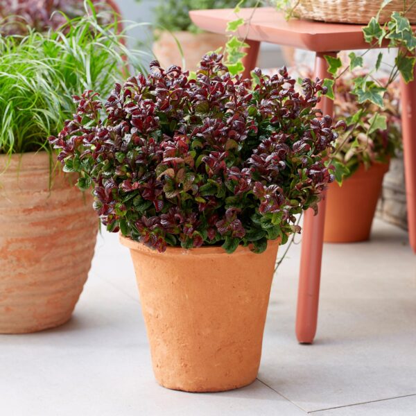 Leucothoe Curly Red - Rood - 2 Planten -  Groenblijvend - Weinig Onderhoud