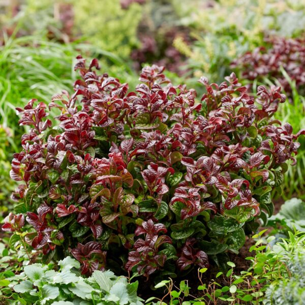 Leucothoe Curly Red - Rood - 2 Planten -  Groenblijvend - Weinig Onderhoud