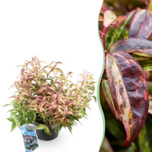 thumbnail_6000-1090.jpg Leucothoe Makijaz - Bruin - Groenblijvend - Weinig Onderhoud