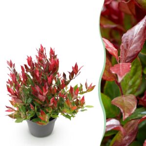 thumbnail_6000-1102.jpg Leucothoe Little Flame - Rood - Groenblijvend - Weinig Onderhoud