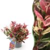 Leucothoe Colour Diamond - Bont - Groenblijvend - Weinig Onderhoud