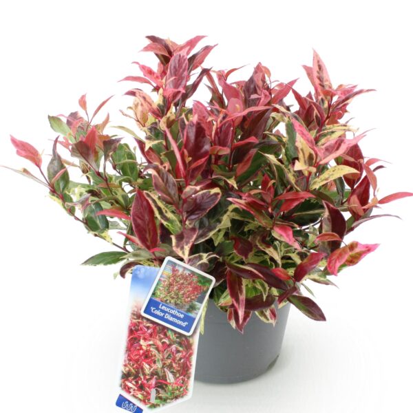 thumbnail_6000-1115.jpg Leucothoe Colour Diamond - Bont - Groenblijvend - Weinig Onderhoud