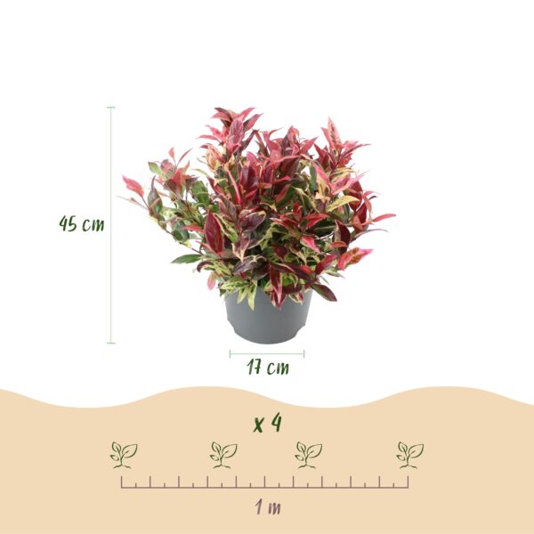 thumbnail_6000-1116.jpg Leucothoe Colour Diamond - Bont - Groenblijvend - Weinig Onderhoud