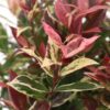 Leucothoe Colour Diamond - Bont - Groenblijvend - Weinig Onderhoud