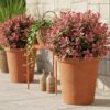 Leucothoe Colour Diamond - Bont - Groenblijvend - Weinig Onderhoud