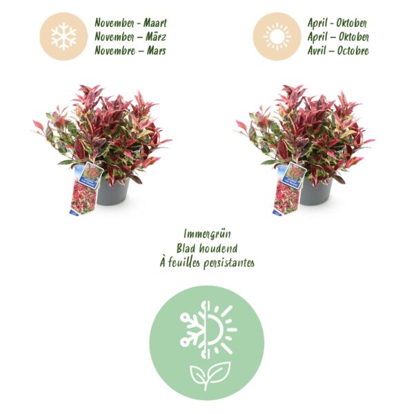 thumbnail_6000-1125.jpg Leucothoe Colour Diamond - Bont - Groenblijvend - Weinig Onderhoud