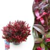 Leucothoe Zeblid - Rood - Groenblijvend - Weinig Onderhoud