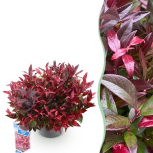 thumbnail_6000-1126.jpg Leucothoe Zeblid - Rood - Groenblijvend - Weinig Onderhoud
