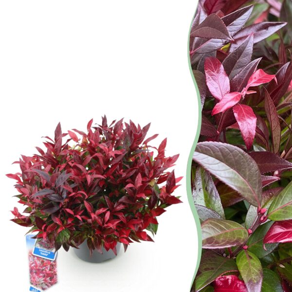 thumbnail_6000-1126.jpg Leucothoe Zeblid - Rood - Groenblijvend - Weinig Onderhoud