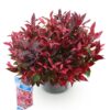 Leucothoe Zeblid - Rood - Groenblijvend - Weinig Onderhoud