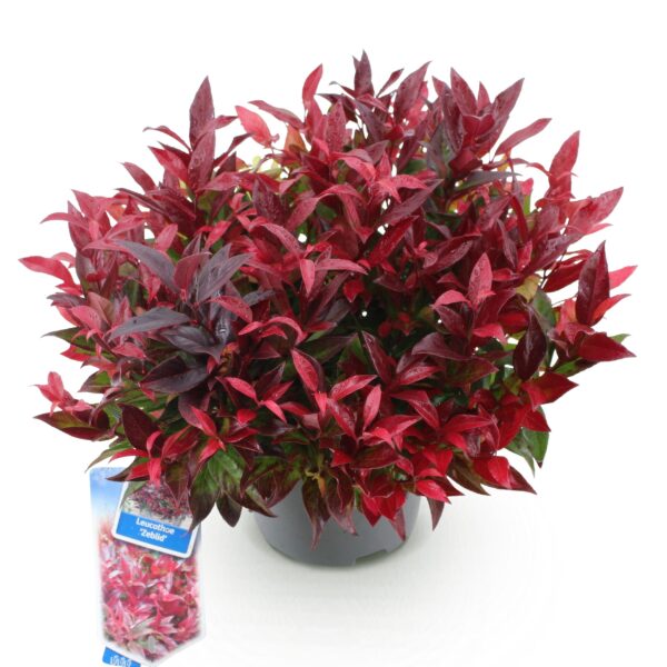 thumbnail_6000-1127.jpg Leucothoe Zeblid - Rood - Groenblijvend - Weinig Onderhoud