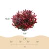 Leucothoe Zeblid - Rood - Groenblijvend - Weinig Onderhoud