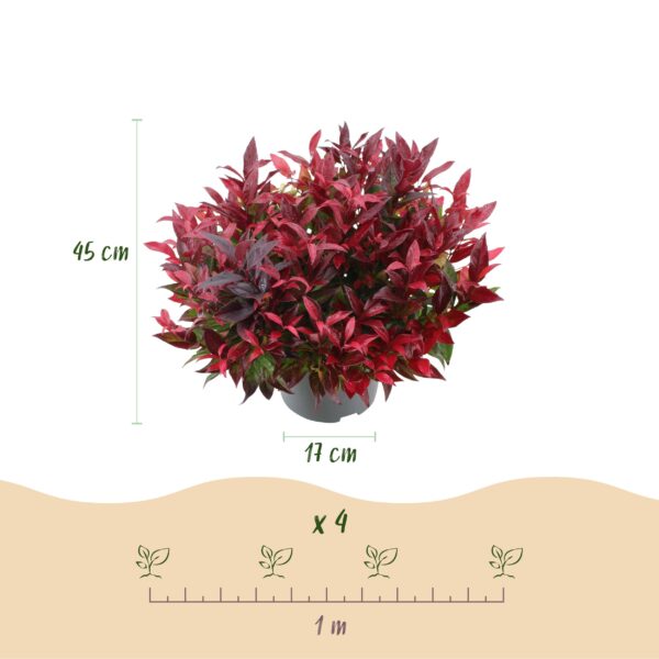 thumbnail_6000-1128.jpg Leucothoe Zeblid - Rood - Groenblijvend - Weinig Onderhoud