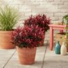 Leucothoe Zeblid - Rood - Groenblijvend - Weinig Onderhoud