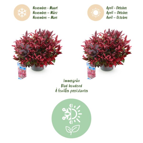 thumbnail_6000-1137.jpg Leucothoe Zeblid - Rood - Groenblijvend - Weinig Onderhoud