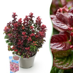 thumbnail_6000-1138.jpg Leucothoe Curly Red - Rood - Groenblijvend - Weinig Onderhoud