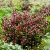Leucothoe Curly Red - Rood -  Groenblijvend - Weinig Onderhoud