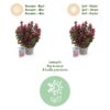 Leucothoe Curly Red - Rood -  Groenblijvend - Weinig Onderhoud