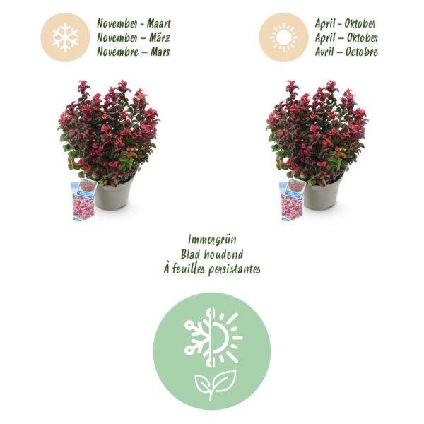 thumbnail_6000-1149.jpg Leucothoe Curly Red - Rood - Groenblijvend - Weinig Onderhoud
