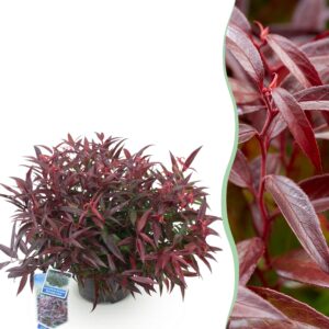 thumbnail_6000-1150.jpg Leucothoe Burning Love - Rood - Groenblijvend - Weinig Onderhoud