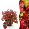 Nandina Blush Pink - Donker Roze - Groenblijvend - Weinig Onderhoud
