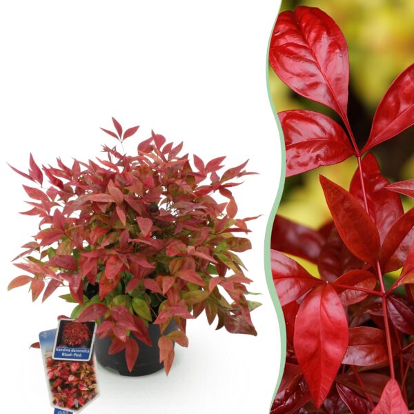 Nandina Blush Pink - Donker Roze - Groenblijvend - Weinig Onderhoud