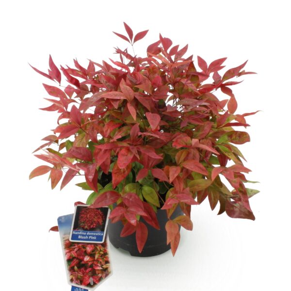 Nandina Blush Pink - Donker Roze - Groenblijvend - Weinig Onderhoud