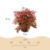 Nandina Blush Pink - Donker Roze - Groenblijvend - Weinig Onderhoud
