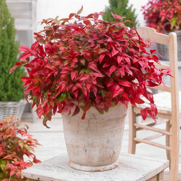 Nandina Blush Pink - Donker Roze - Groenblijvend - Weinig Onderhoud