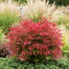 Nandina Blush Pink - Donker Roze - Groenblijvend - Weinig Onderhoud