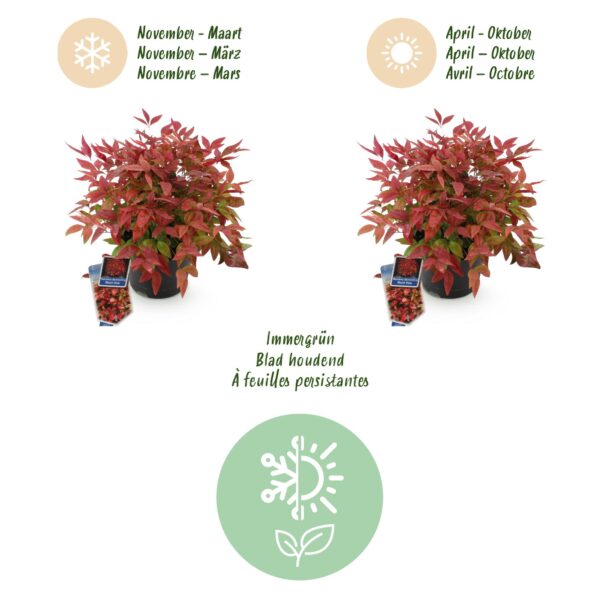 Nandina Blush Pink - Donker Roze - Groenblijvend - Weinig Onderhoud