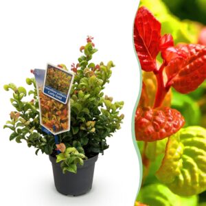 thumbnail_6000-1174.jpg Leucothoe Curly Gold - Geel - Groenblijvend - Weinig Onderhoud