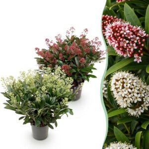 thumbnail_6000-1186.jpg Skimmia japonica Duo - Bloem Wit & Rood - 40+ Bloemen - 2 Planten - Winterhard