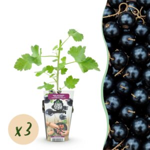 thumbnail_6000-119.jpg Jostabes - Ribes Jostabes - Winterhard - 3 Planten