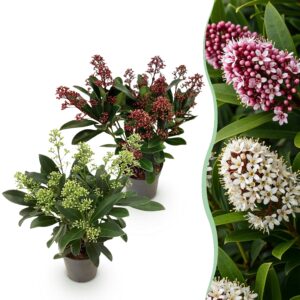 thumbnail_6000-1197.jpg Skimmia japonica Duo - Bloem Wit & Rood - 10+ Bloemen - 2 Planten - Winterhard