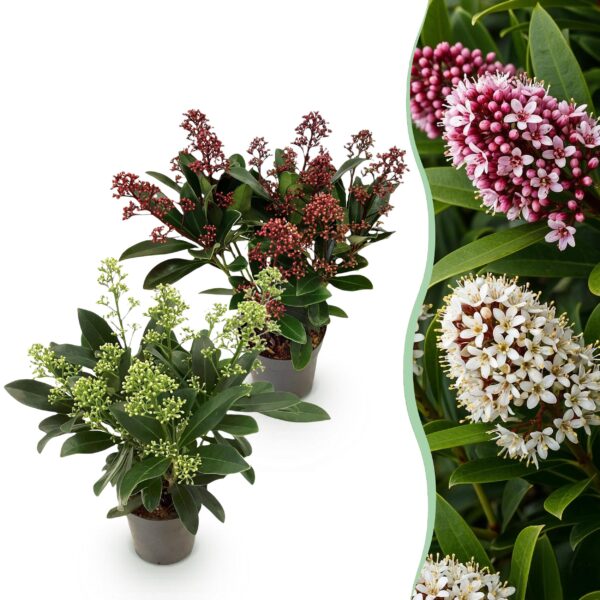 thumbnail_6000-1197.jpg Skimmia japonica Duo - Bloem Wit & Rood - 10+ Bloemen - 2 Planten - Winterhard
