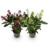 Skimmia japonica Duo - Bloem Wit & Rood - 10+ Bloemen - 2 Planten - Winterhard