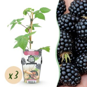 thumbnail_6000-12.jpg Braam - Rubus Black Satin - Winterhard - 3 Planten