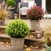Skimmia japonica Duo - Bloem Wit & Rood - 10+ Bloemen - 2 Planten - Winterhard