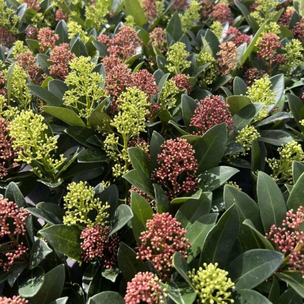 thumbnail_6000-1201.jpg Skimmia japonica Duo - Bloem Wit & Rood - 10+ Bloemen - 2 Planten - Winterhard