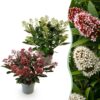 Skimmia japonica Duo - Bloem Wit & Rood - 15+ Bloemen - 2 Planten - Winterhard